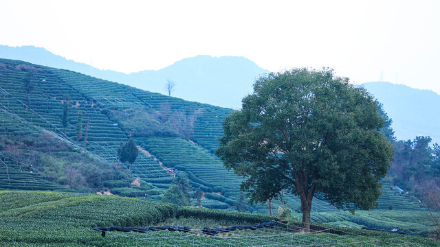 杭州龙坞茶园风光