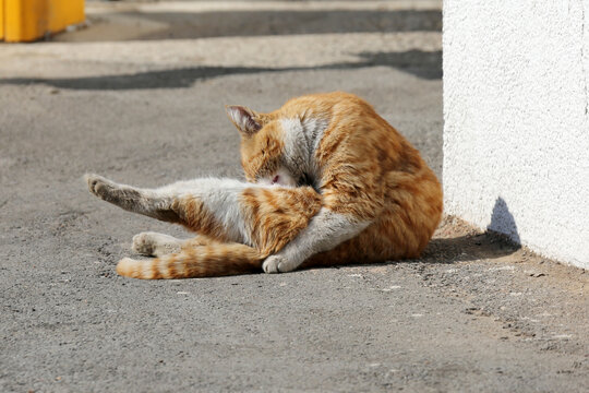 阳光下清理皮毛的猫