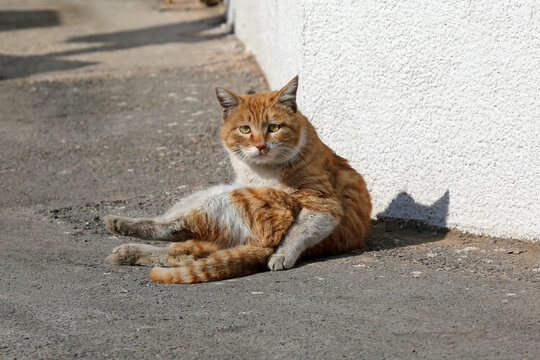 晒太阳慵懒的猫