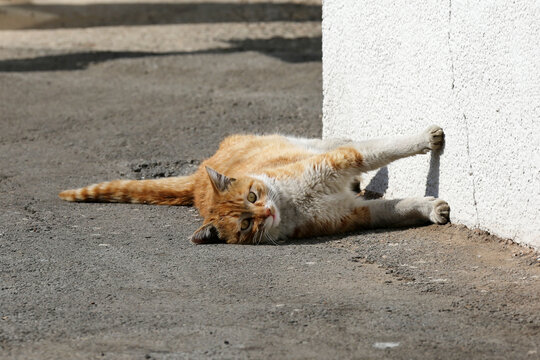 阳光里伸懒腰的猫