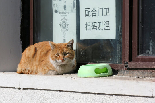 冬天在窗台上晒太阳的猫