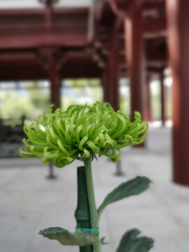 绿色菊花