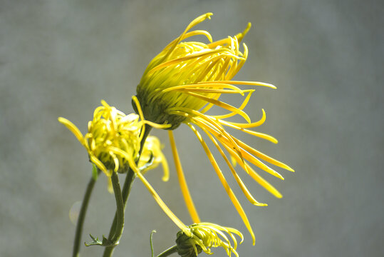 菊花特写