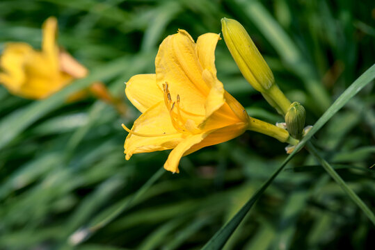 小黄花菜开花