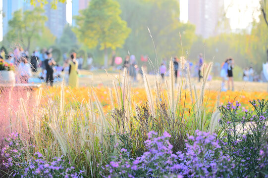 秋季花展