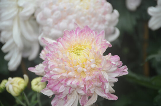 白粉色菊花