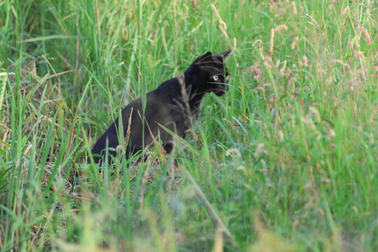 小黑猫