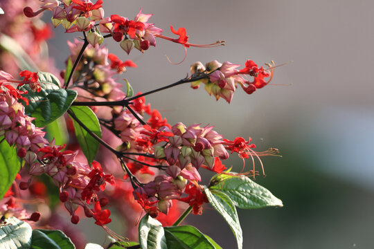 龙吐珠花