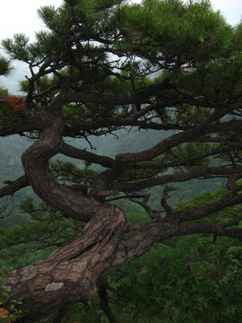 山顶古松