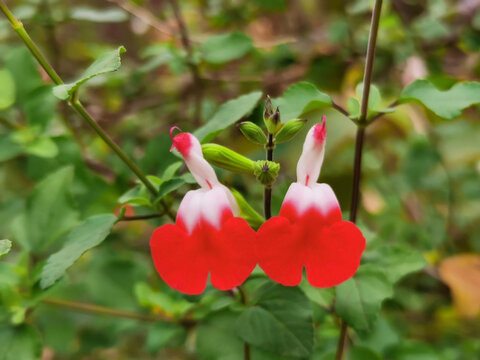 两朵悬铃花