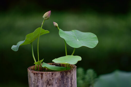 荷花