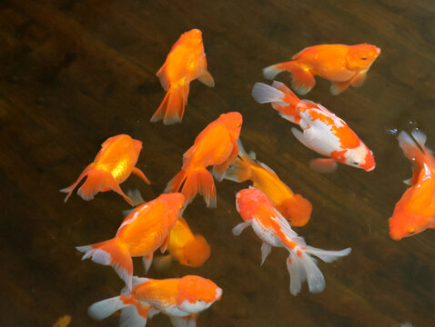 金魚