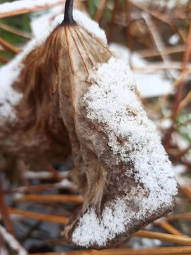 雪花