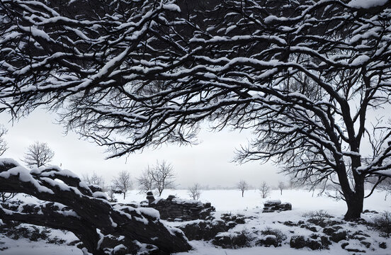 雪景