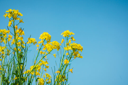 油菜花