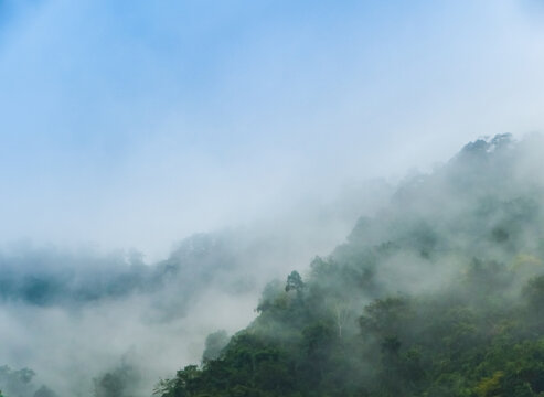 雨林