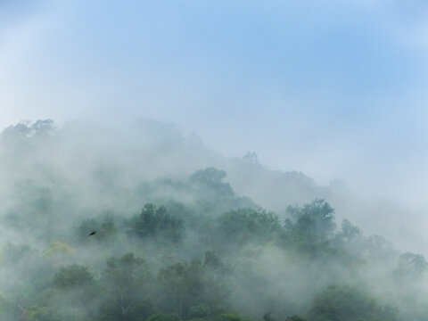 雨林