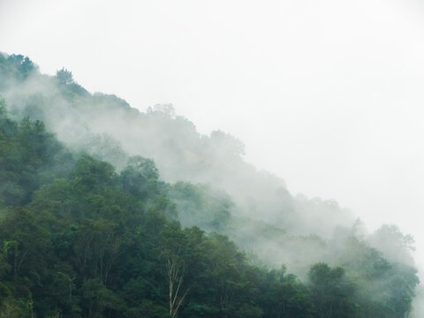 雨林