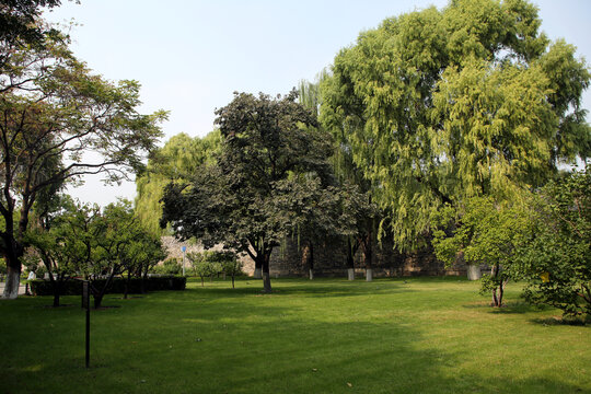 北京明城墙遗址公园的绿化