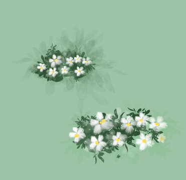 白色小花丛