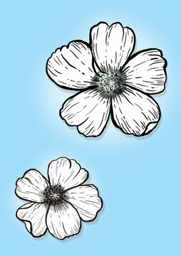 山茶花