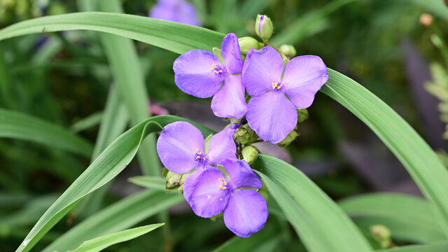 紫露草