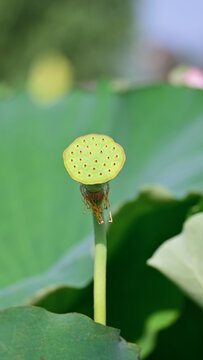 新鲜莲蓬