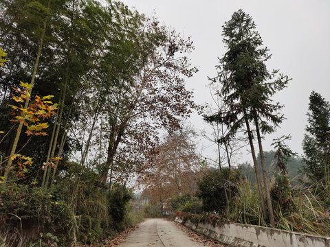 公路与梧桐树