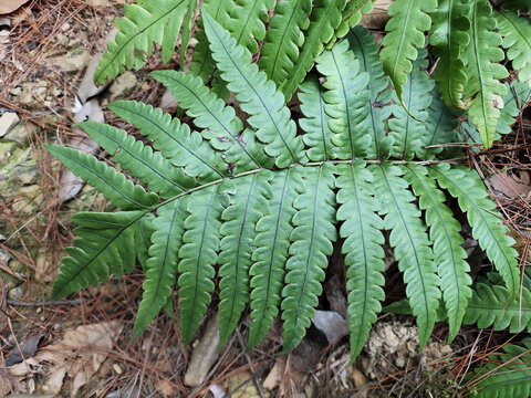 狗脊植物