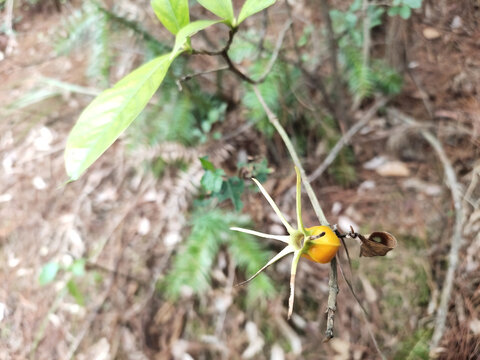 黄栀子