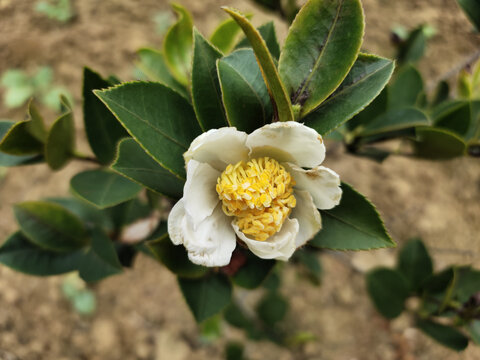 茶花花蕊特写