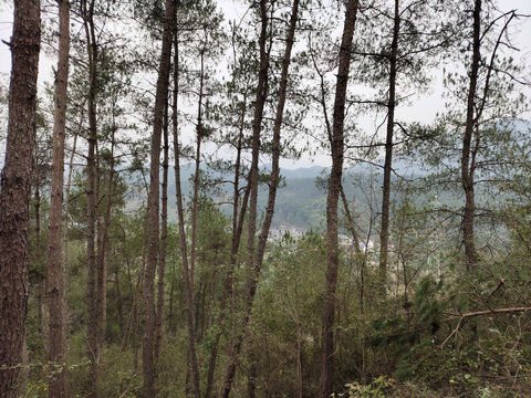 枞树背景