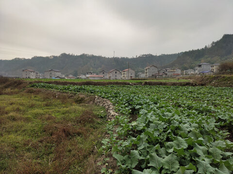 农田与村庄