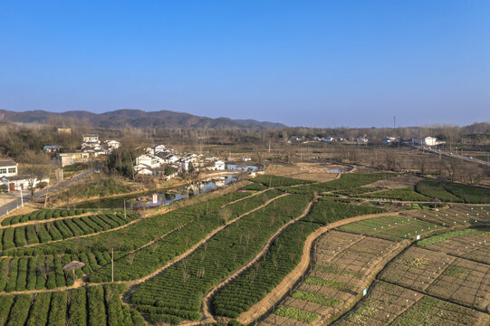 茶乡田园田野图片下载