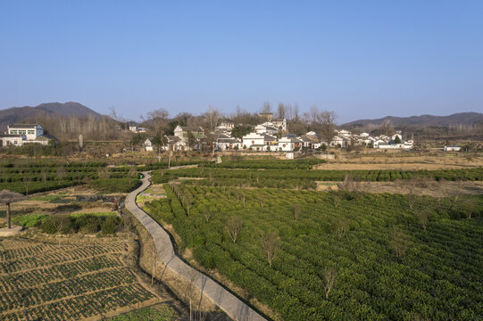 山村茶乡图片下载