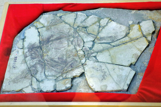 辽宁古盗鸟骨骼化石标本