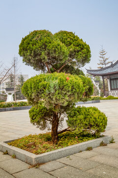 宿州雪枫公园盆景