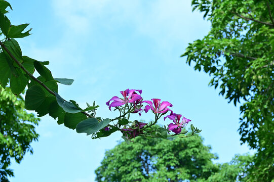 一枝独秀