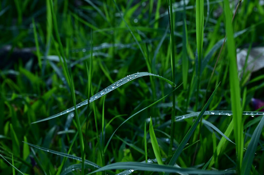 雨后的小船