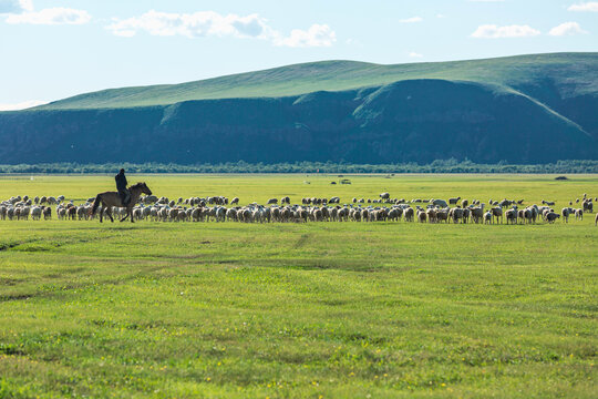 夏季牧场骑马放牧羊群