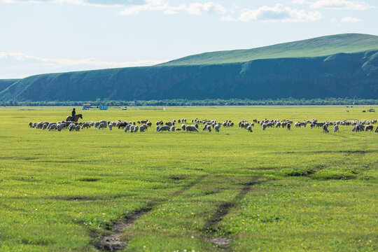 草原牧场骑马放牧羊群