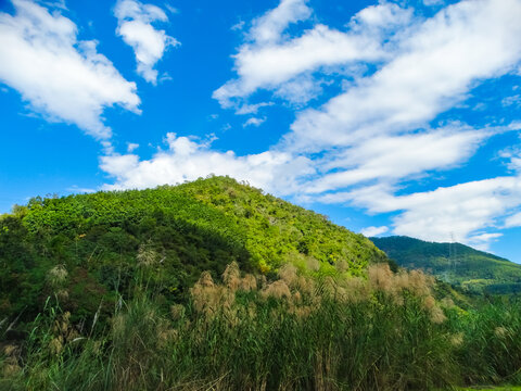 丛林植被