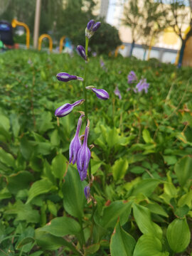 紫萼小瓣萼距花