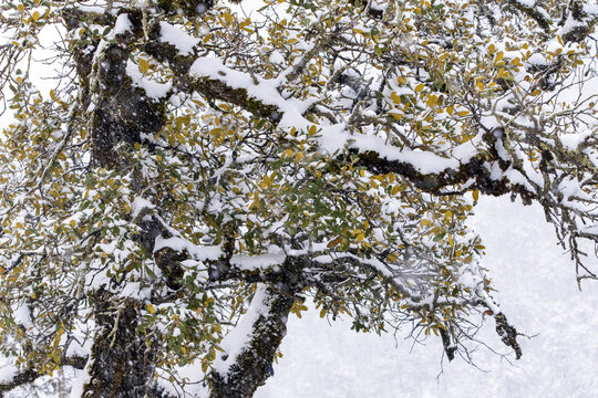 丽江玉龙雪山