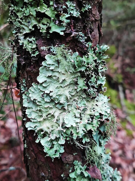 树胡子树花