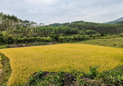 稻田风光