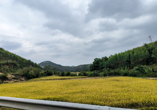 稻田风光