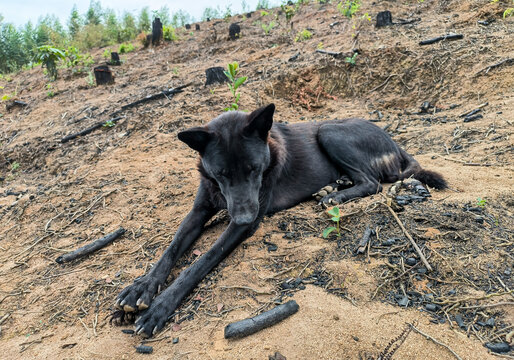 中华田园犬