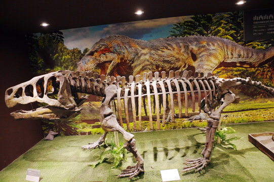 山西鳄骨骼化石标本