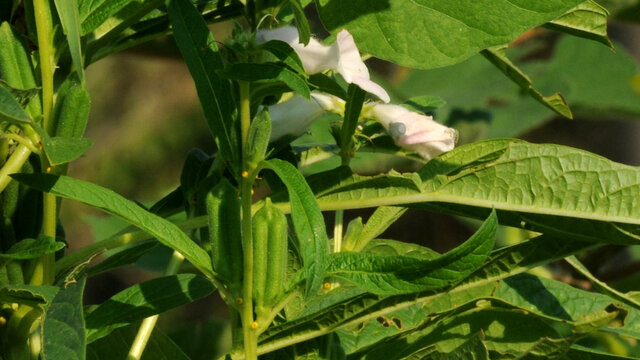 芝麻蒴果与芝麻花